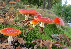 *** Red toadstools ***