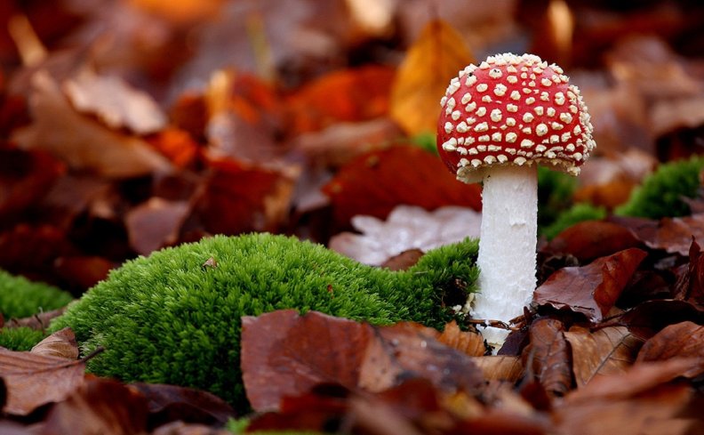 *** Red toadstool ***