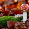 *** Red toadstool ***