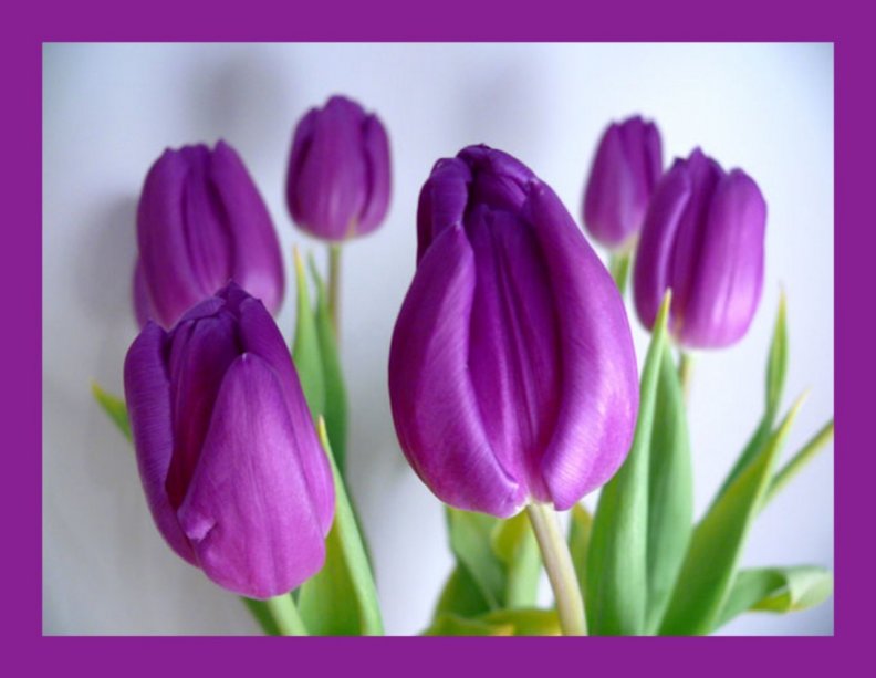 spring_purple.jpg