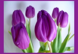 Spring purple♥