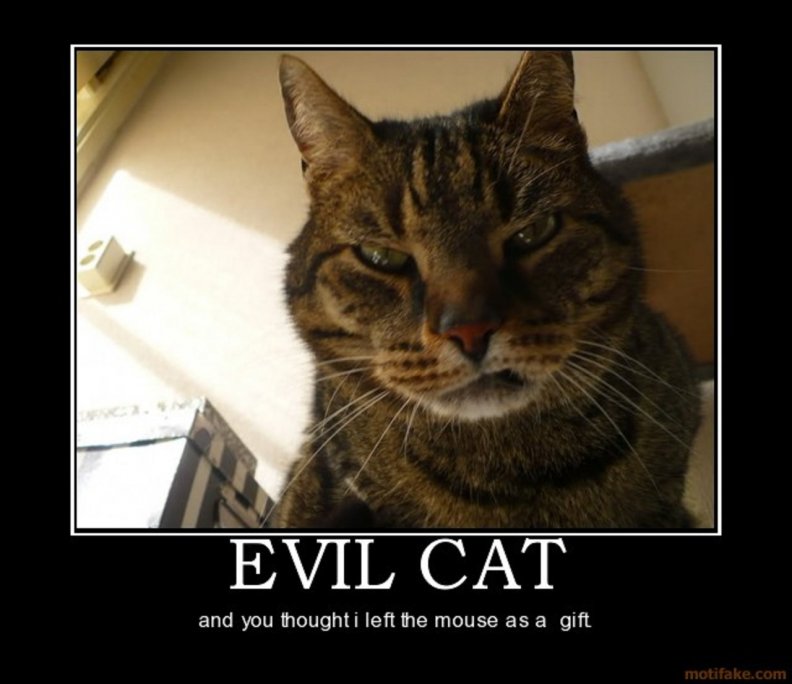 evil_cat.jpg