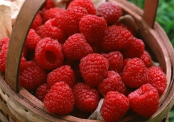 *** Delicious Raspberry ***