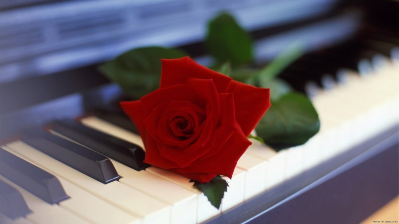 piano_rose.jpg