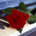 Piano Rose