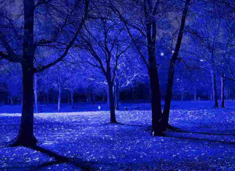 blue_night_trees.jpg