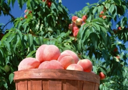 *** Basket of Peaches ***
