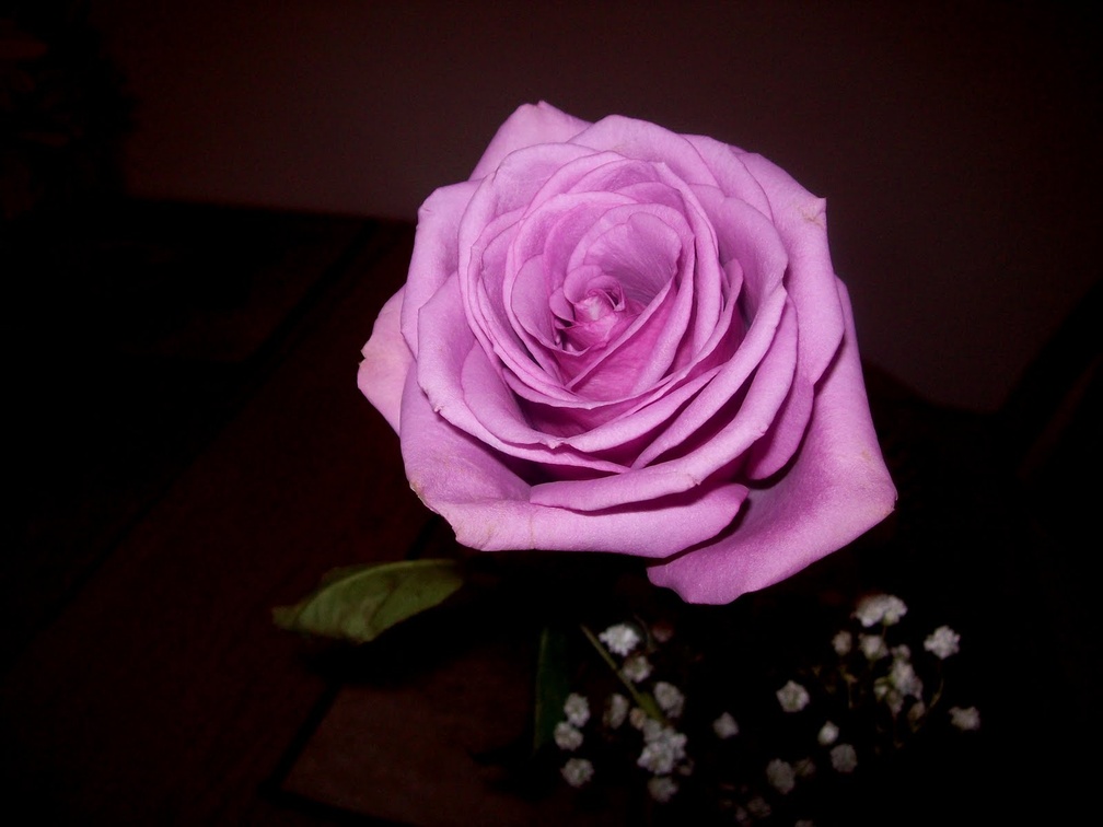 A simple gesture, a single rose♥