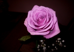 A simple gesture, a single rose♥