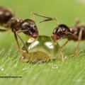 Ants and a drop of water