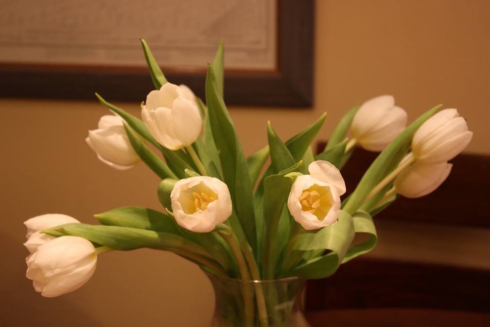 Bright tulips♥