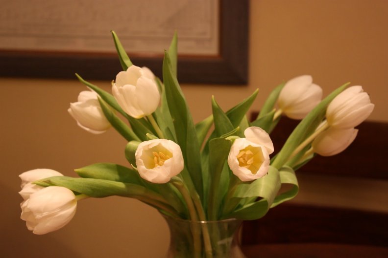 bright_tulips.jpg