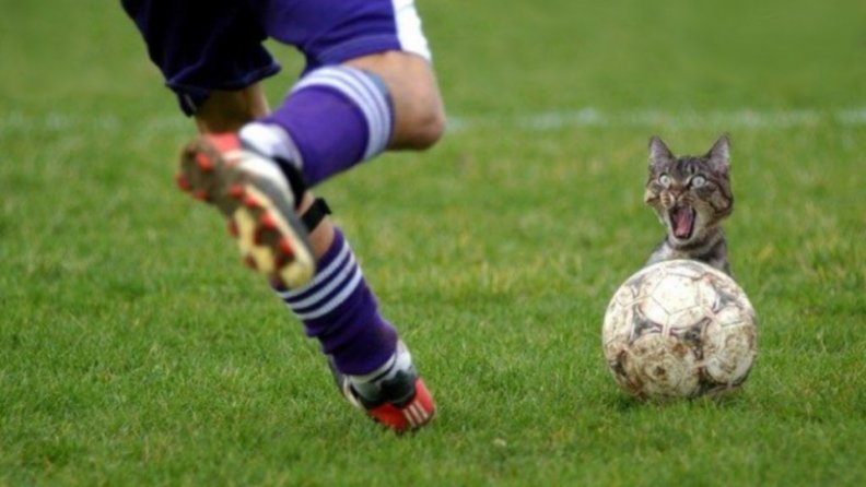 soccerball_player_and_cat.jpg