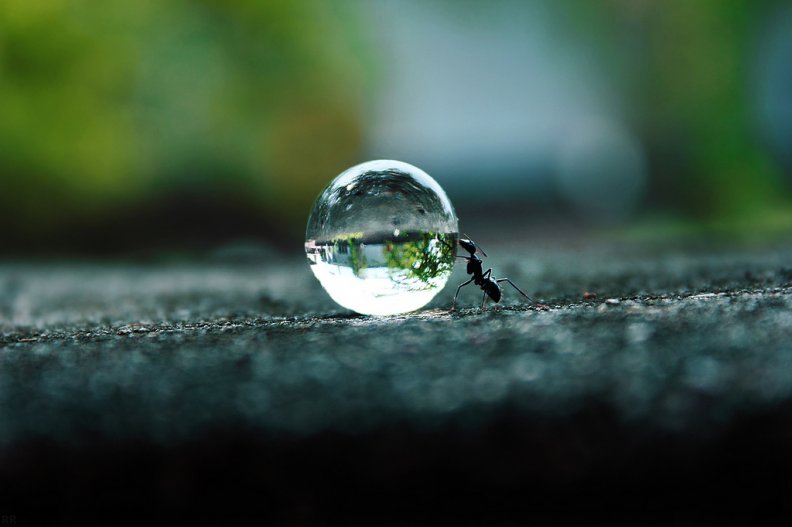 amazing_ant_pushing_water.jpg