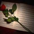 Notes and rose