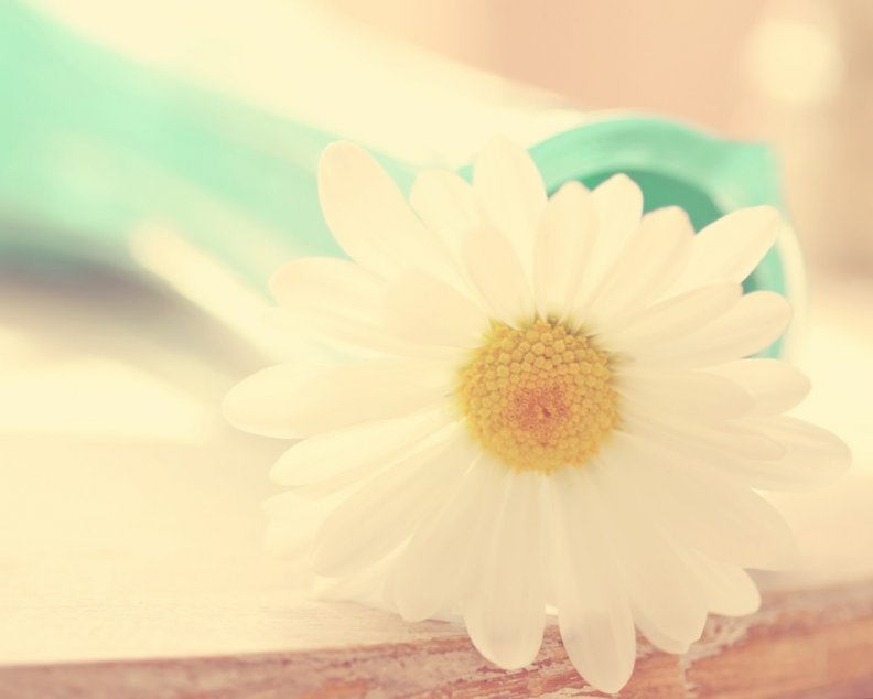 pretty_white_daisy.jpg