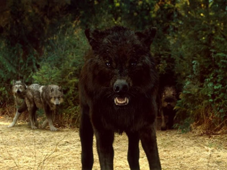 wolves_of_twilight_saga.jpg