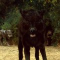 Wolves Of Twilight Saga