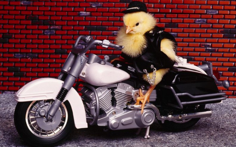 The real biker chic