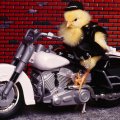 The real biker chic