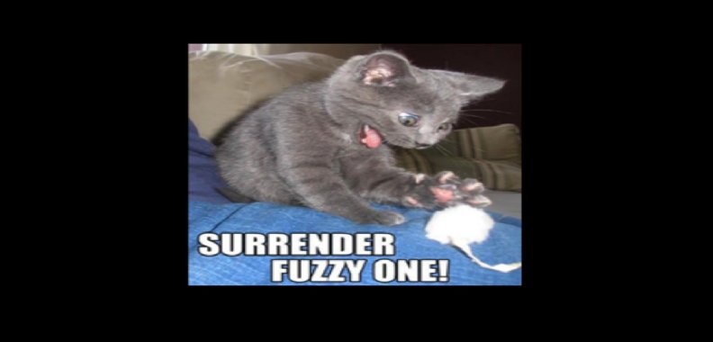 surrender_fuzzy_one.jpg