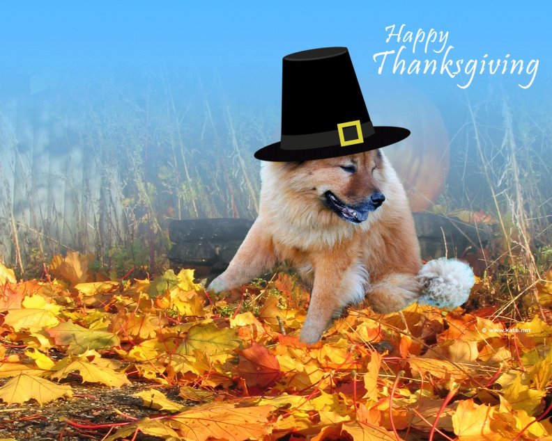 happy_thanksgiving_everyone.jpg