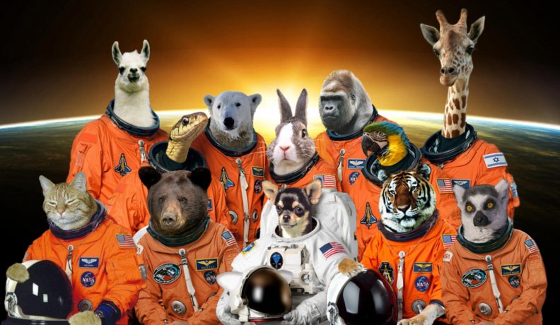 space_animals.jpg