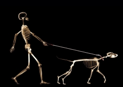 Skeleton With Dog