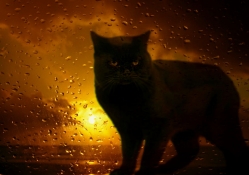 black cat window