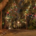 Christmas Tree Lane Awaits