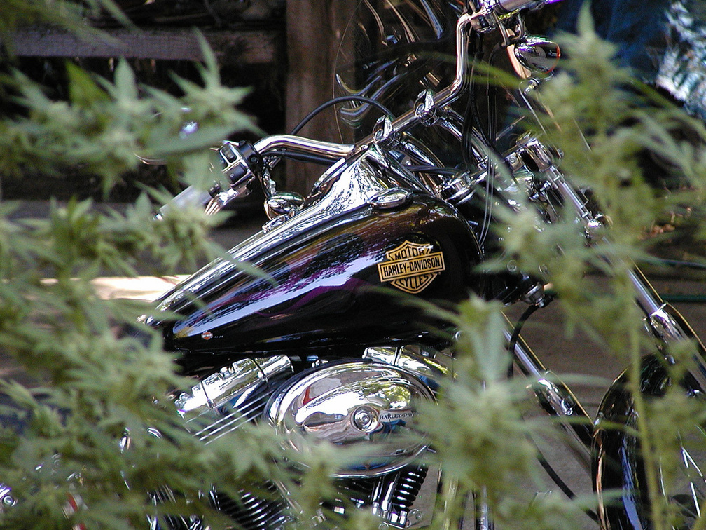 Motorcycle Jungle