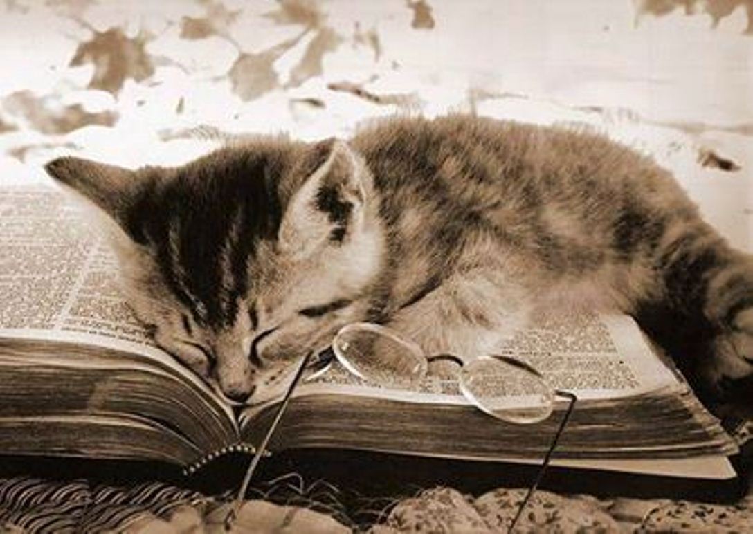 Устаю читать. Кошка с книжкой. Книги про кошек. Котёнок с книжкой.